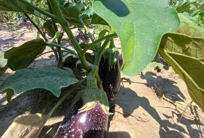 Teren pentru casa si gradina - 6