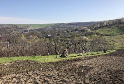 Teren de 5000 mp, în Miroslava - 4