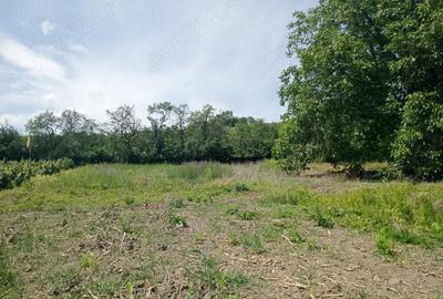 Casa de vanzare Almasu Mare - 6