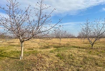 Teren de 370000 mp, în Pietroasele - 5