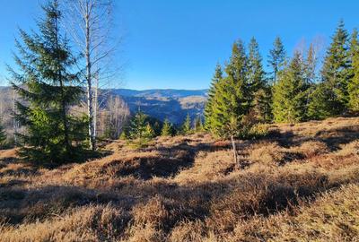 Spațiu comercial, în Albac - 4