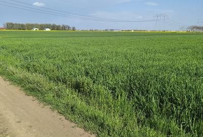 Frumusani DN 4 Popas-20km de Bucuresti , posibilitate parcelare Frumusani DN 4 Popas-20km de Bucuresti , posibilitate parcelare - 2