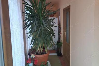 Casă cu 3 camere cu Teren 600 Mp în Vladimirescu - 4