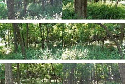 Teren Didesti, ID: R2058941 - 2