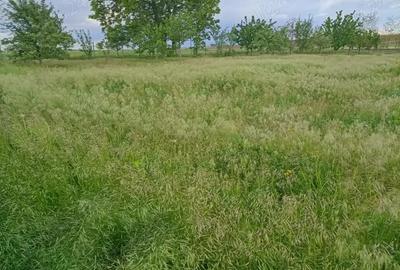 Vand casa in Barsanesti, judetul Botosani, teren 3868 mp Vand casa in Barsanesti, judetul Botosani, teren 3868 mp - 7