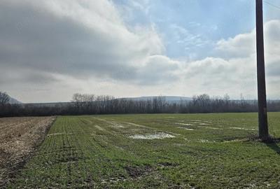 Teren de 3000 mp, în Sântămăria-Orlea - 1