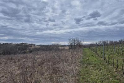 Teren de 5700 mp, în Iabalcea - 3