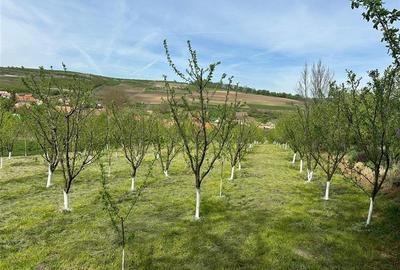 Teren Construcții intravilan de 3092 mp, în Hașag - 5