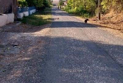 Teren Construcții intravilan de 2000 mp, în Istria - 4