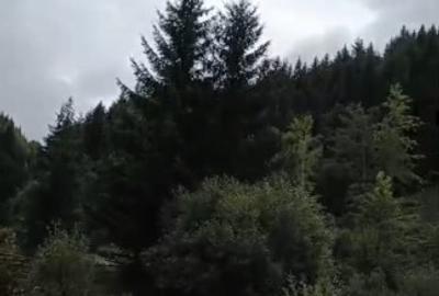 Teren Construcții intravilan de 6000 mp, în Ortoaia - 8