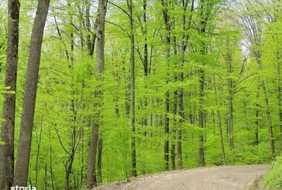 Teren de 10000 mp, în Siriu - 1