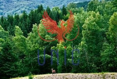 18000 mp de natura pura ,Lupeni, langa Straja - 9