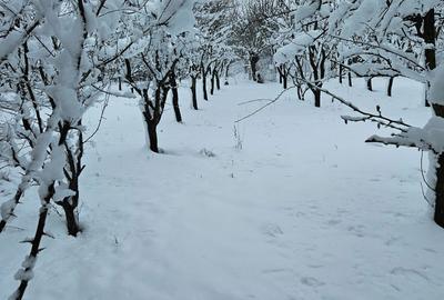 Teren de 11860 mp, în Călugăreni - 4