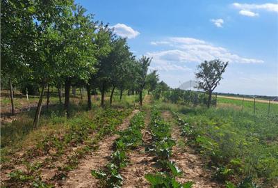 RECO Casa in Sanlazar - 18