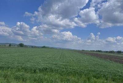 Teren extravilan, 1 hectar, Volovat - 5