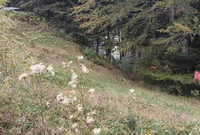 Teren de 1000 mp, în Clăbucet - 1