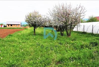 Vanzare teren intravilan, Sanpetru, Livada - 11