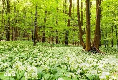 Teren de 4700 mp, în Panticeu