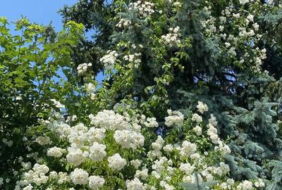 Teren de 1100 mp, în Central - 1