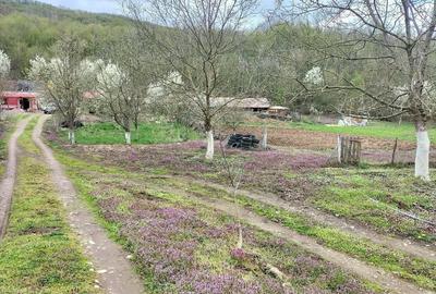 Teren de 14000 mp, în Gurahonț - 5
