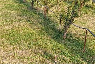 Teren de 1124 mp, în Băcia - 4
