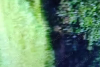 Teren de 10000 mp, în Vulpeni - 3