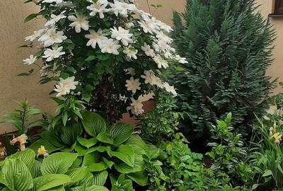 Casă cu Teren 300 Mp în Chiajna - 2