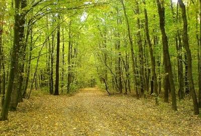 Teren 4200 mp, lângă lac și pădure – SUPER PREȚ: 2,5€/mp, direct proprietar - 3