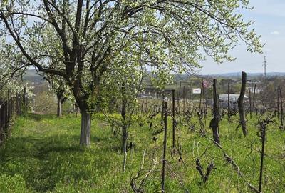 Spațiu comercial, în Blejoi - 4
