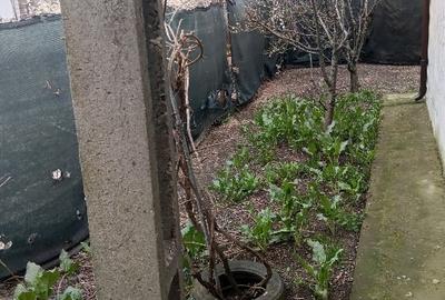 Casă individuală cu 3 camere cu Canalizare în Valu lui Traian - 3