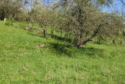 Teren intravilan de 1200 mp, în Provița de Sus - 4