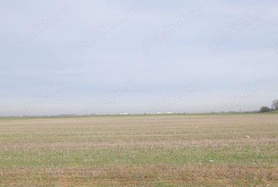 Teren de 270000 mp, în Gherghița - 7