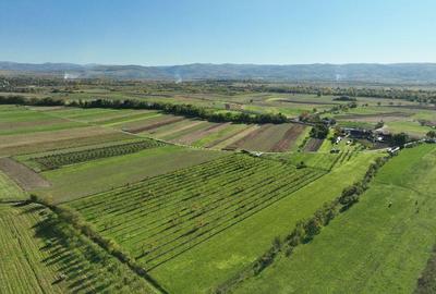 Teren intravilan de 14527 mp, în Aușeu - 6