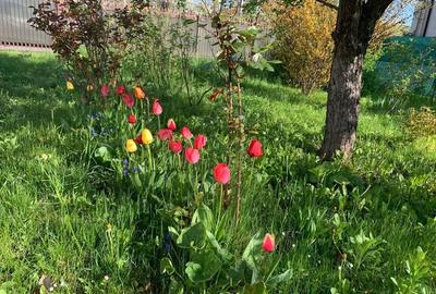 Casă 122 mp+garaj,  teren 1771 mp-Campina aproape de școala centrală! - 21