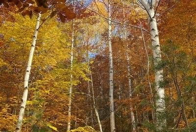 DE VANZARE Pensiune | 12 camere | Bisoca / Buzau - 19