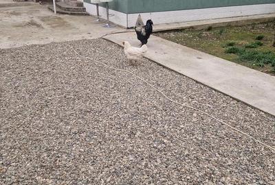 Casă cu Teren 1000 Mp în Tupilați - 4