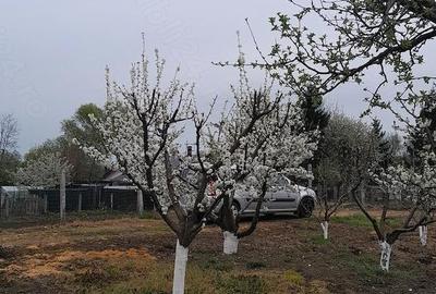 Casă cu Teren 5700 Mp în Stolniceni-Prăjescu - 3