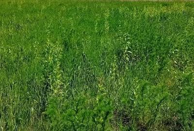 Spațiu comercial, în Hărman - 4