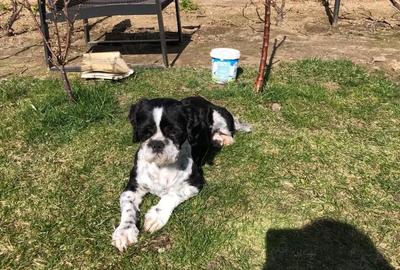 Casă cu 5 camere în Central - 1