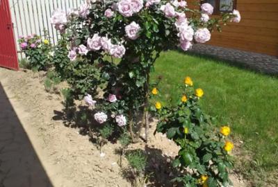 Casă cu 3 camere cu Teren 300 Mp în Horia - 3