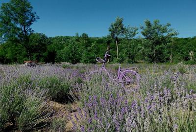 Casă cu 4 camere semidecomandat în Iedera - 4