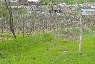 Vand casa cu teren 1 hectar - 8