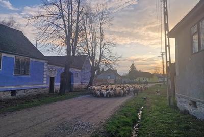 Ocazie!Oaza de liniste in satul Colun,cu 572mp ,la 40km de Sibiu Ocazie!Oaza de liniste in satul Colun,cu 572mp ,la 40km de Sibiu - 28