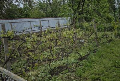Casă cu 4 camere în Tudora - 1