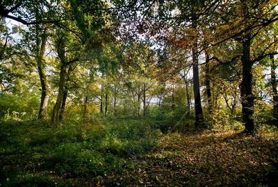 Domeniu Baronial de vanzare in localitatea CIL , Judet Arad - 11