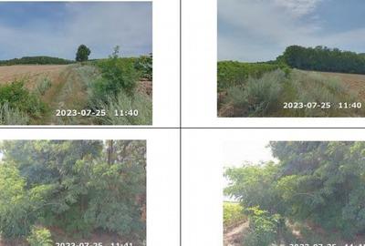 Teren padure, cota de 1/48 Horgesti, ID: R2325871 - 4