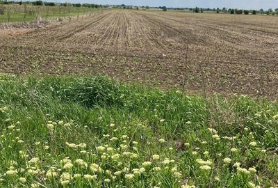 Teren agricol extravilan de 5855 mp, în Clinceni - 1
