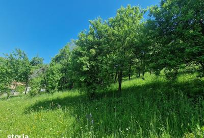 Teren de 3186 mp, în Poiana - 5