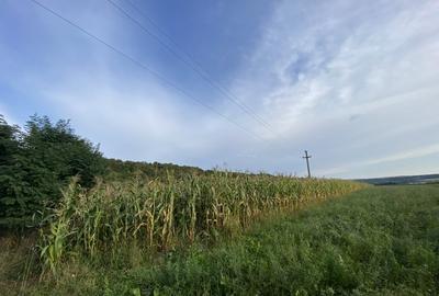 Teren de 2000 mp, în Pătrăuți