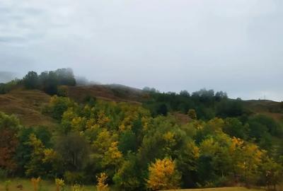 Teren intravilan de 5500 mp, în Provița de Sus